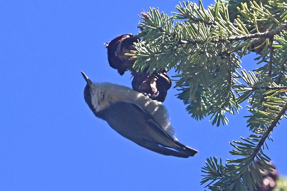 Pygmy Nuthatch - ML643875176