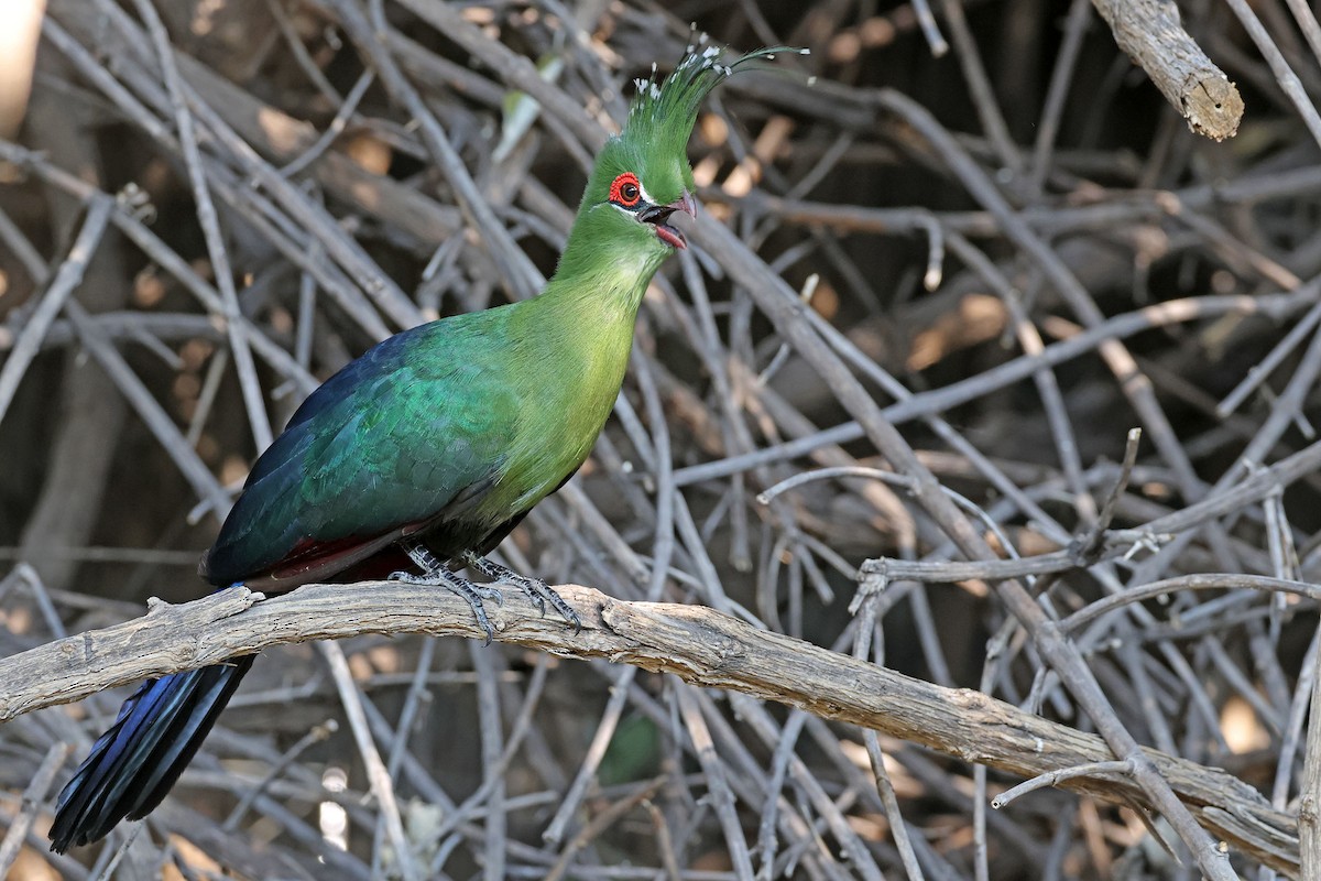 シャローエボシドリ - ML643875177