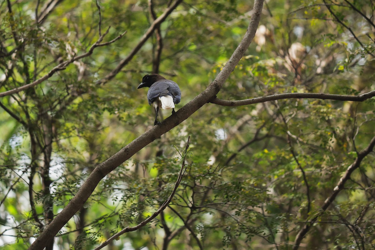 Curl-crested Jay - ML643875182