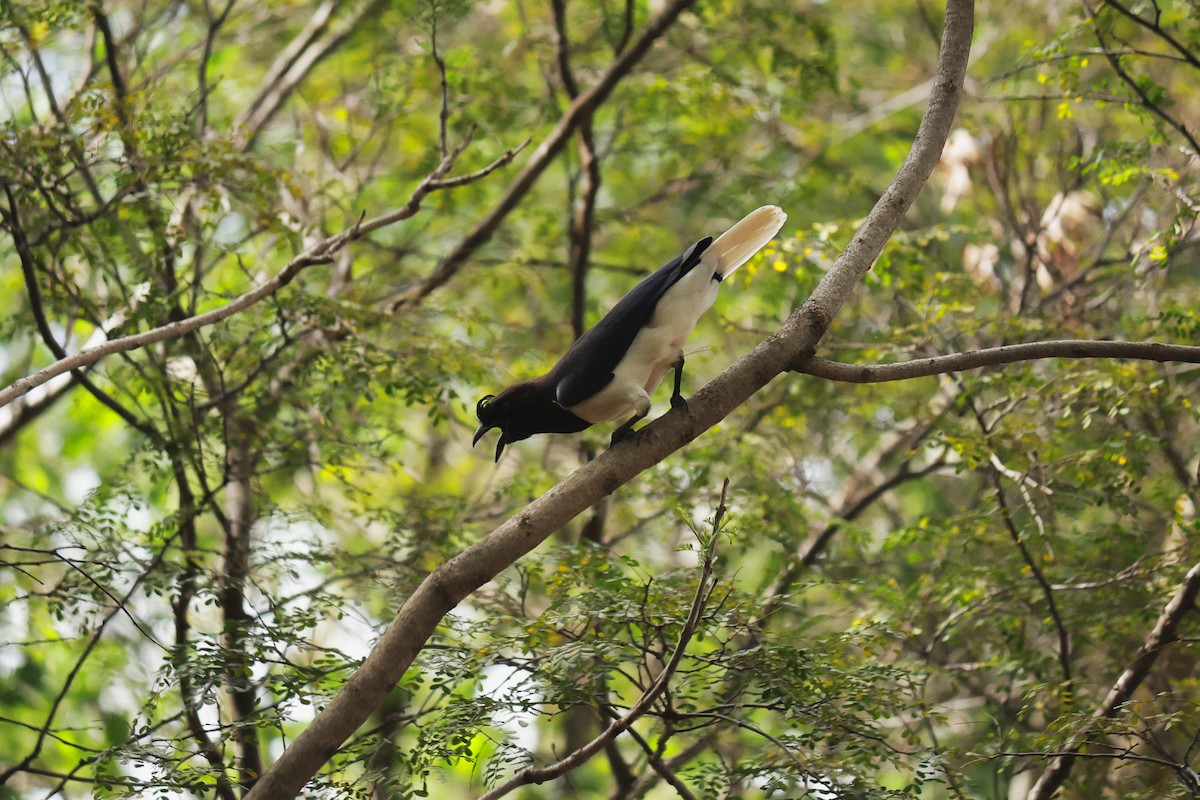 Curl-crested Jay - ML643875183