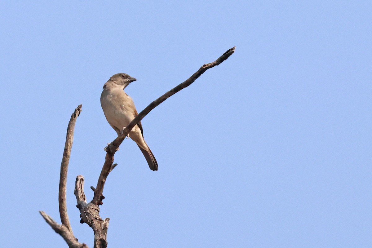Northern Gray-headed Sparrow - ML643875186