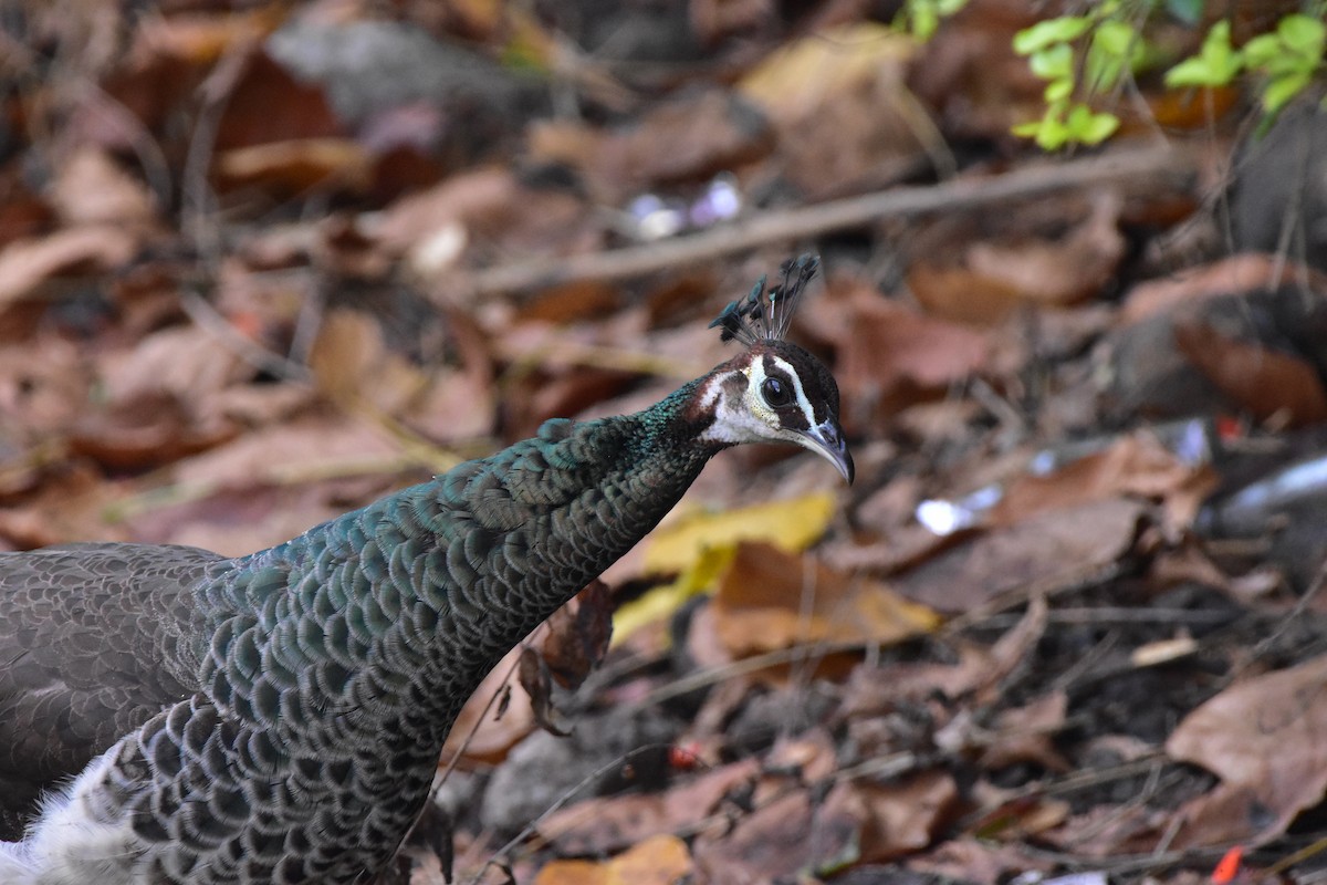 Indian Peafowl - ML643875187