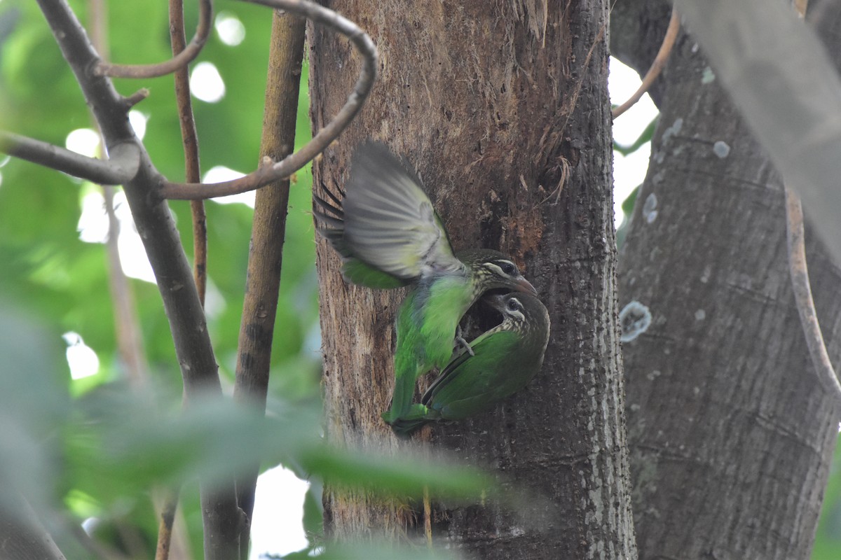 White-cheeked Barbet - ML643875192