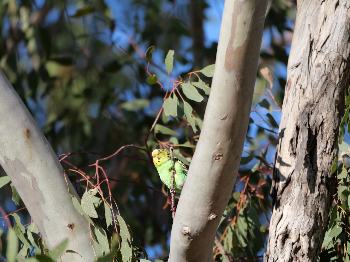 Budgerigar - ML643875194