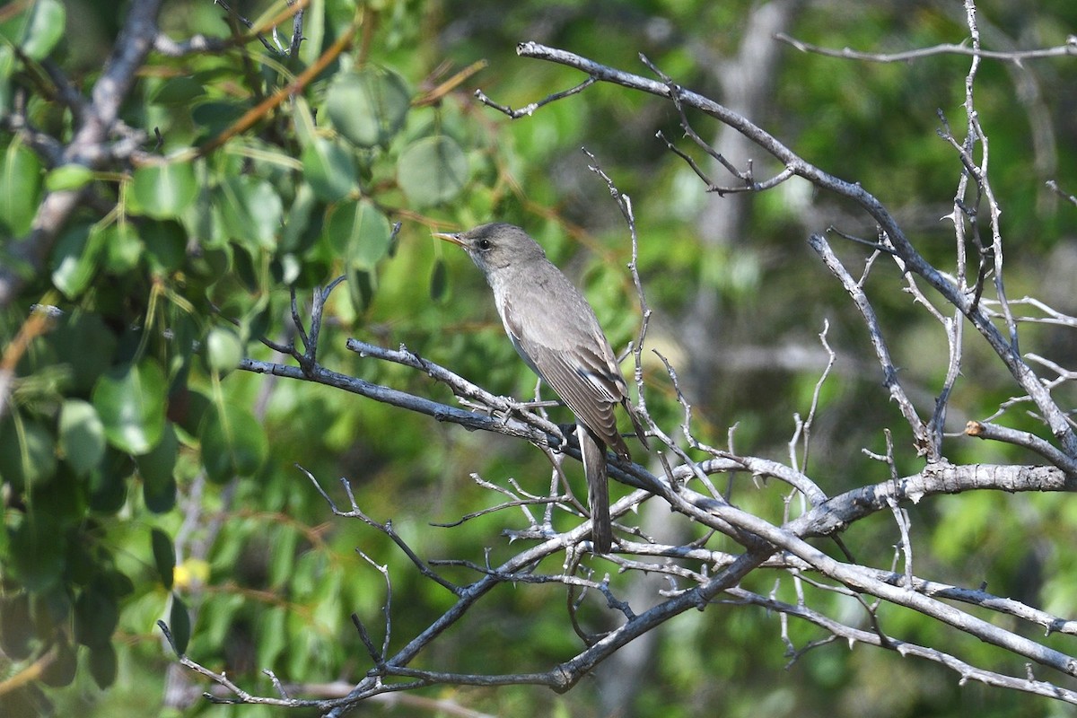 Zarcero Grande - ML643875195