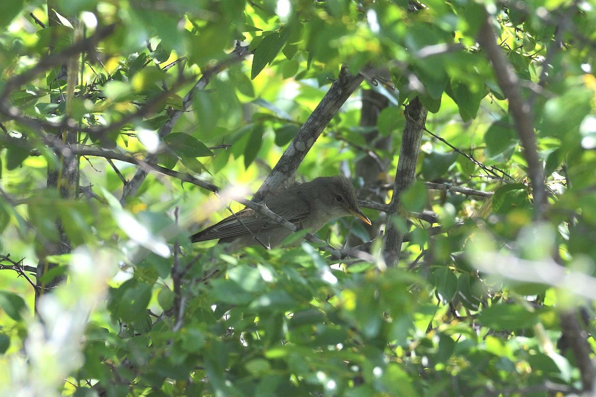 Zarcero Grande - ML643875196