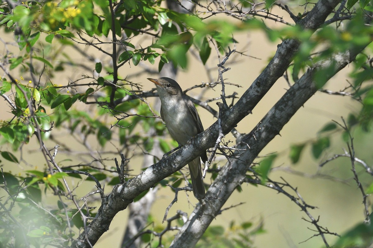 Zarcero Grande - ML643875197