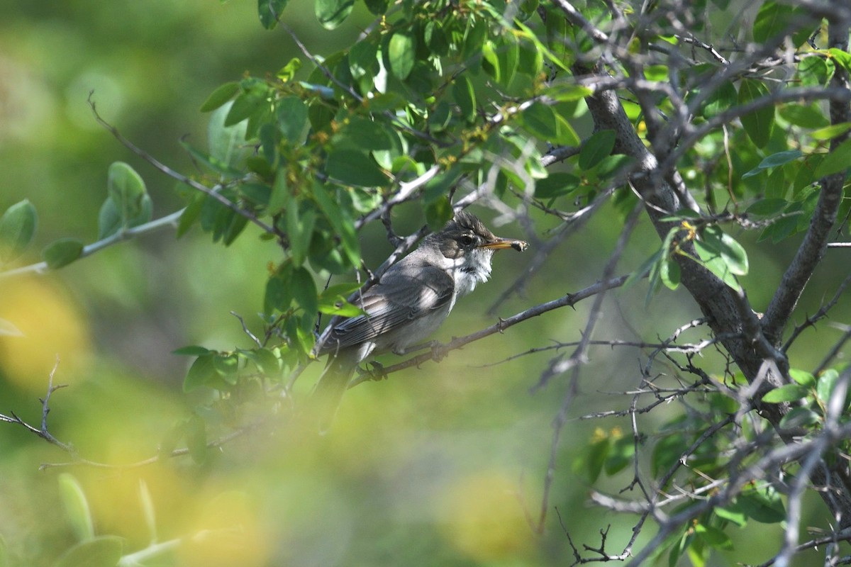 Zarcero Grande - ML643875198