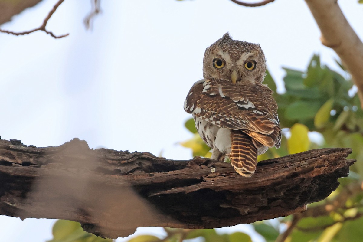 African Barred Owlet (Bar-fronted) - ML643875205