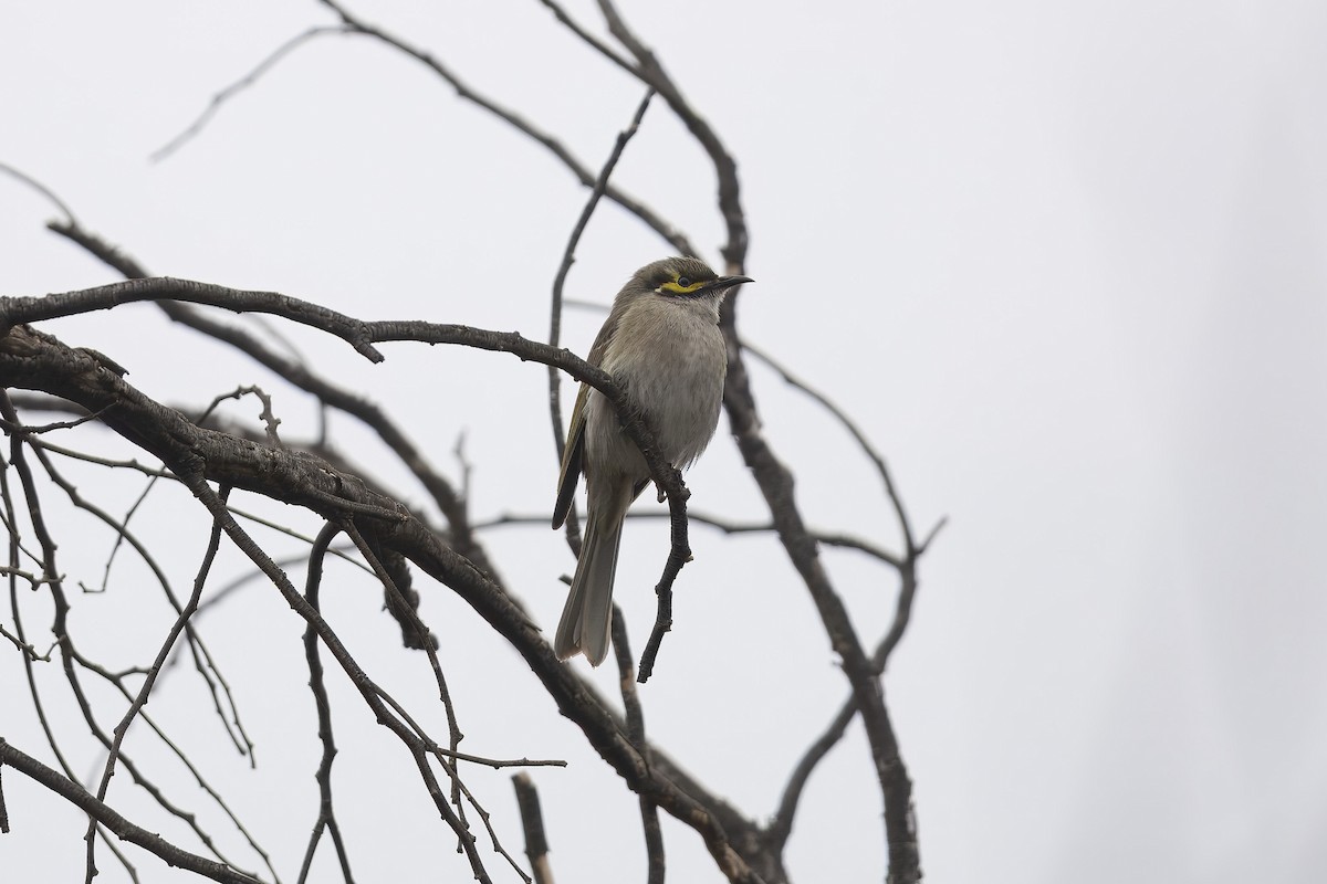 Yellow-faced Honeyeater - ML643875208