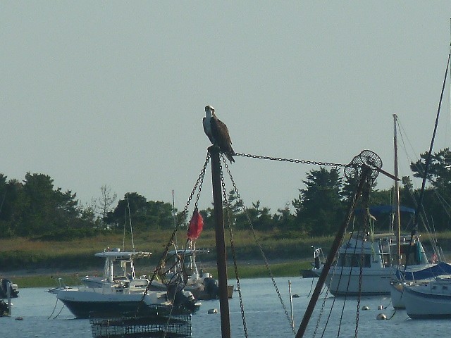 Águila Pescadora - ML64387521