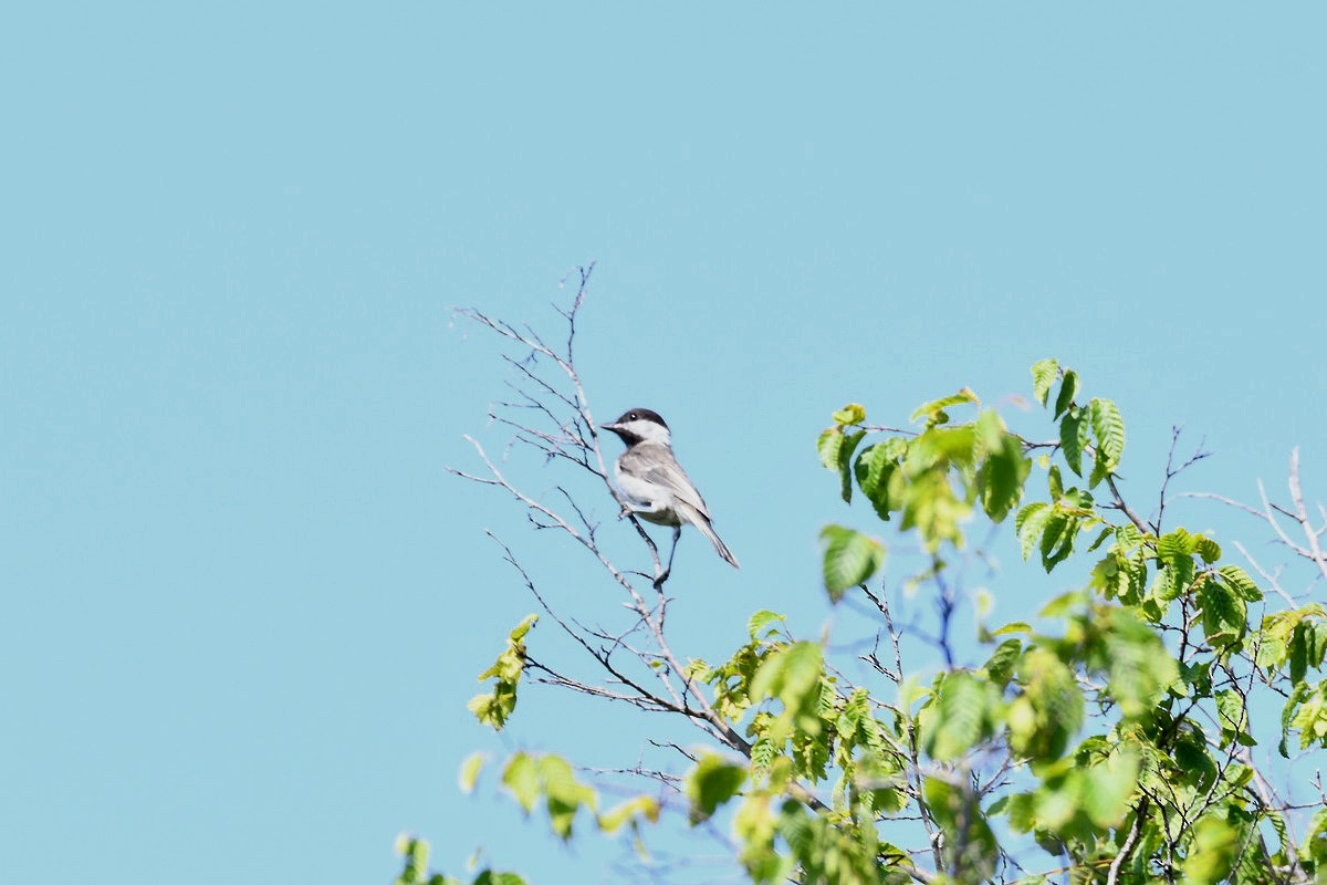 Sombre Tit - ML643875212