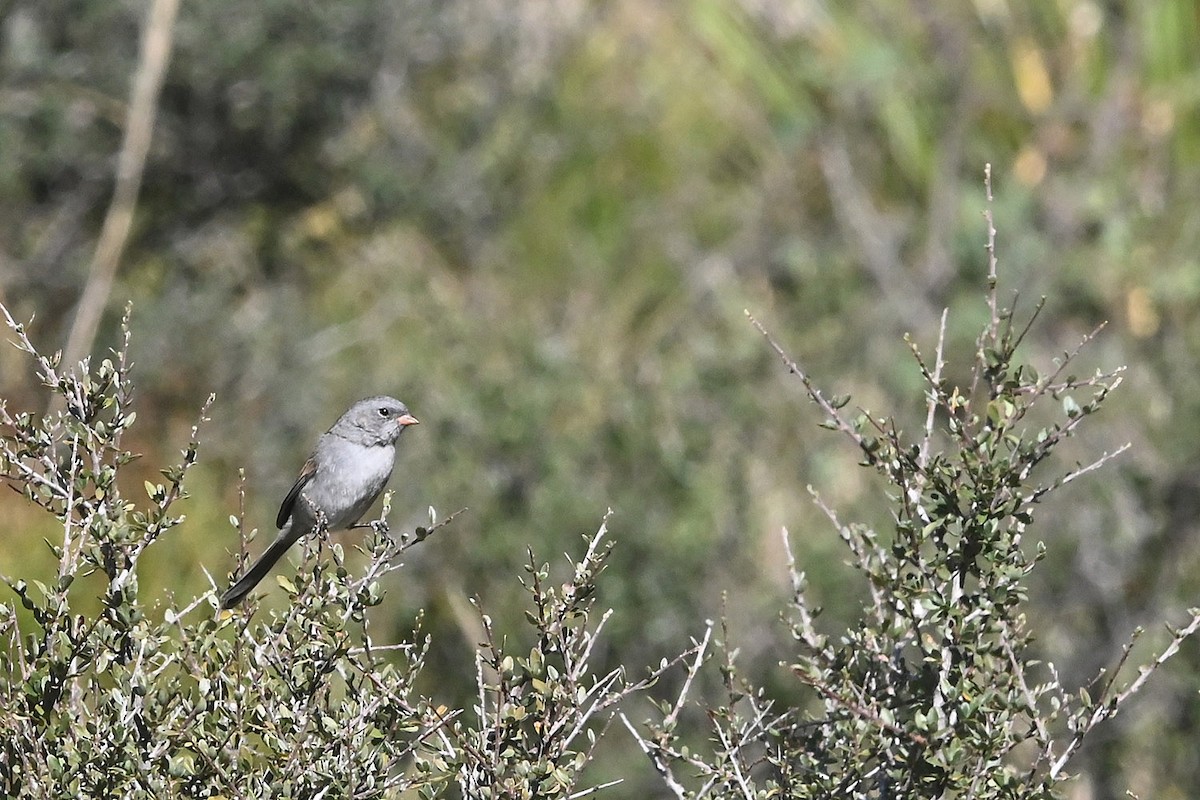 Black-chinned Sparrow - ML643875215