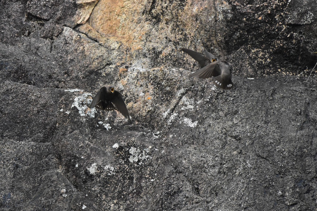 Dusky Crag-Martin - ML643875217