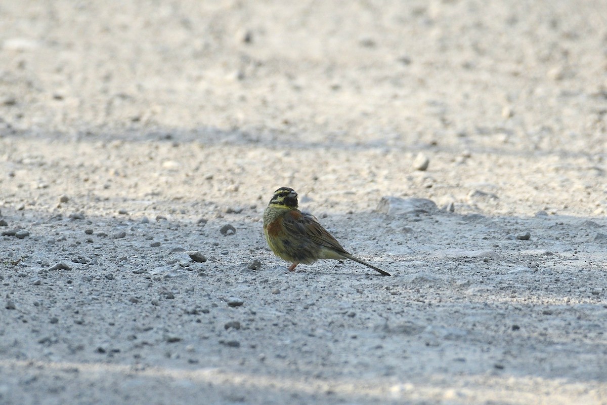 Cirl Bunting - ML643875226