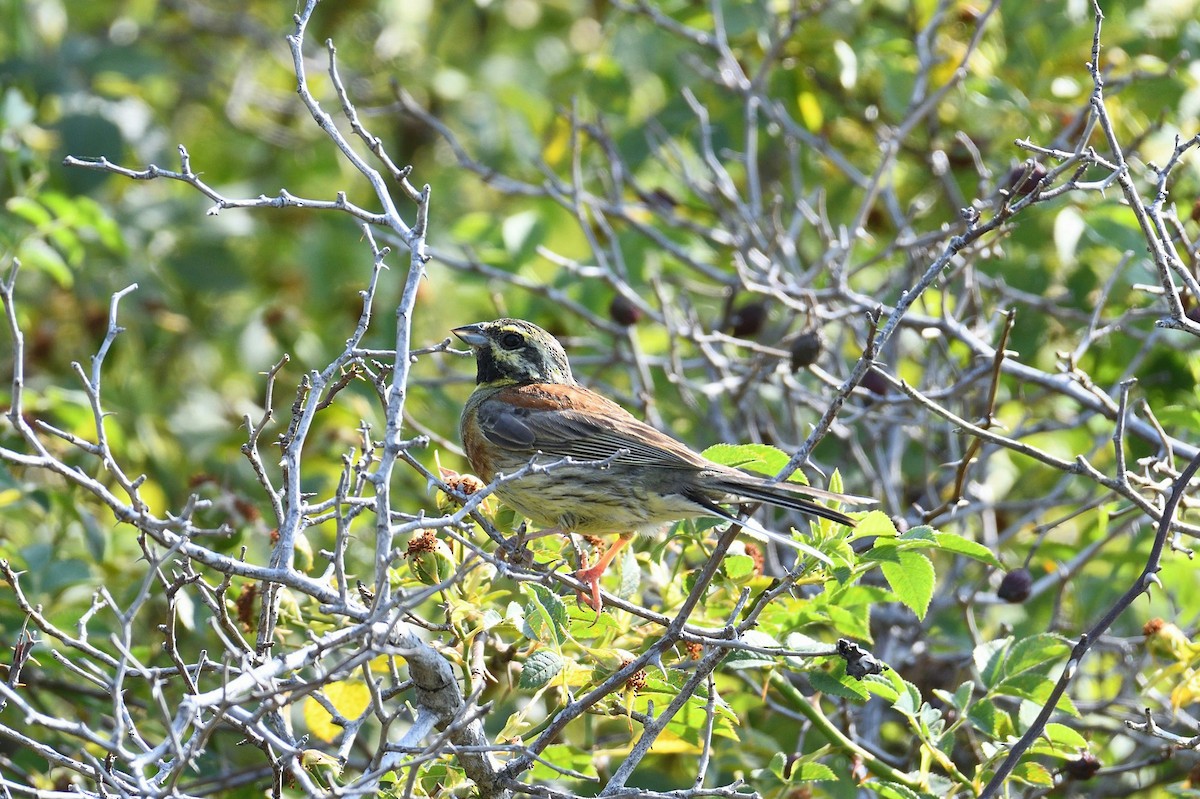 Cirl Bunting - ML643875227
