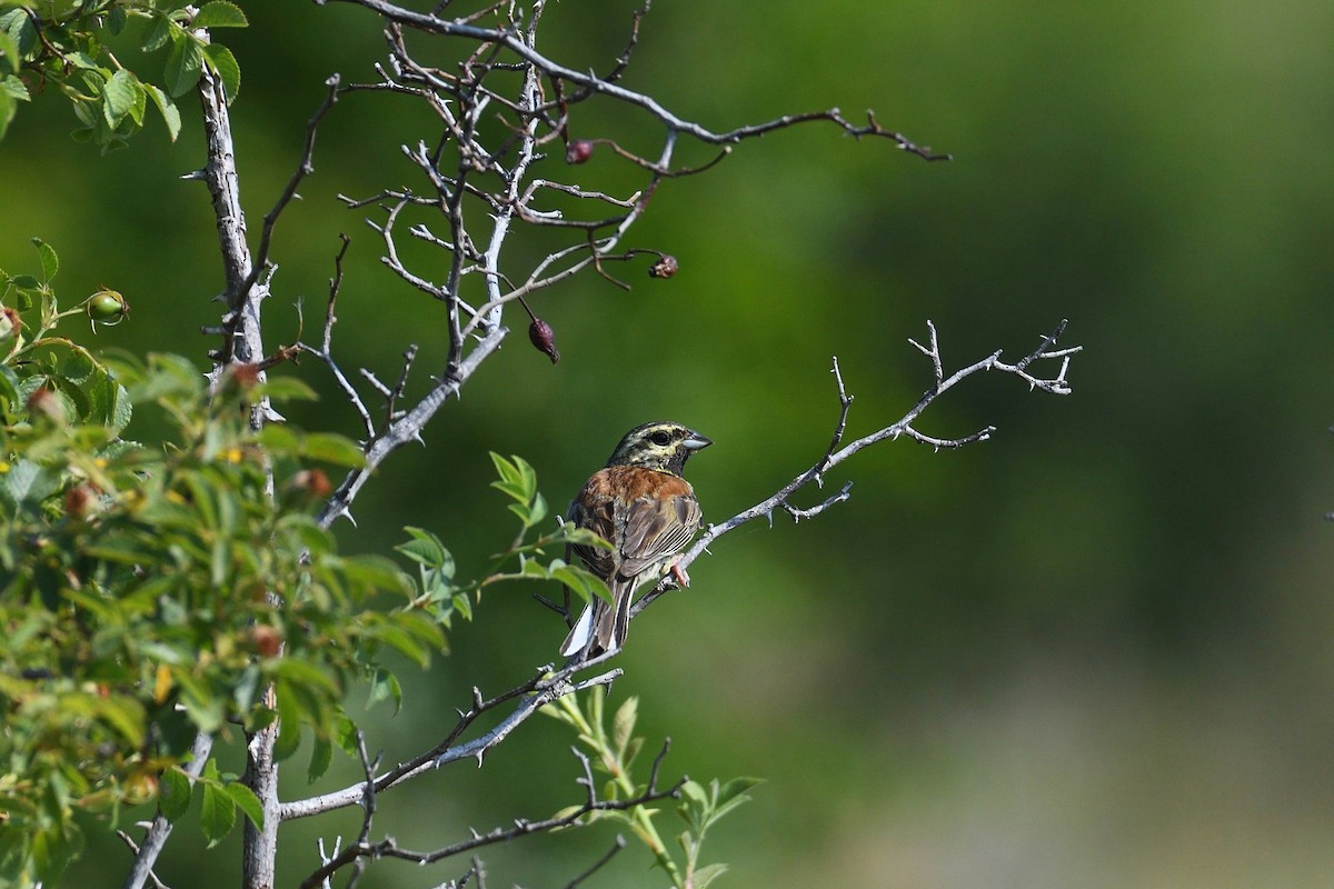 Cirl Bunting - ML643875228