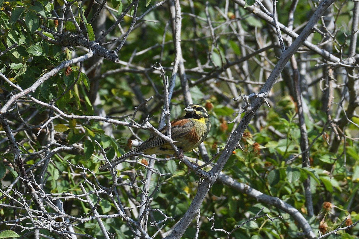Cirl Bunting - ML643875229