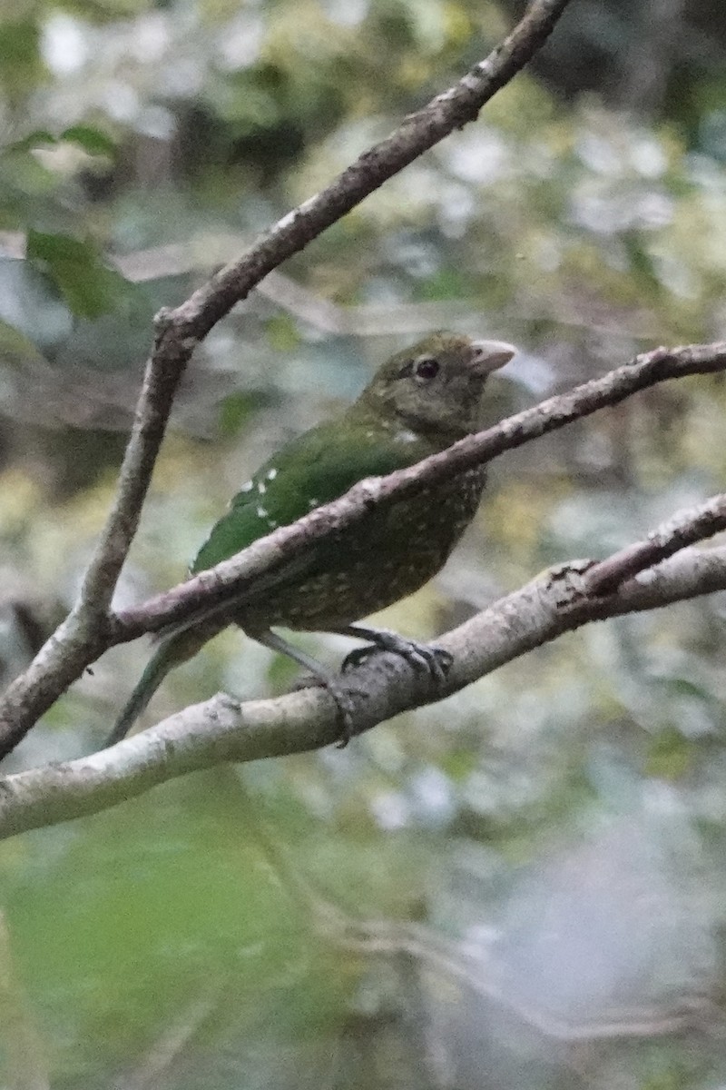Green Catbird - ML643875242