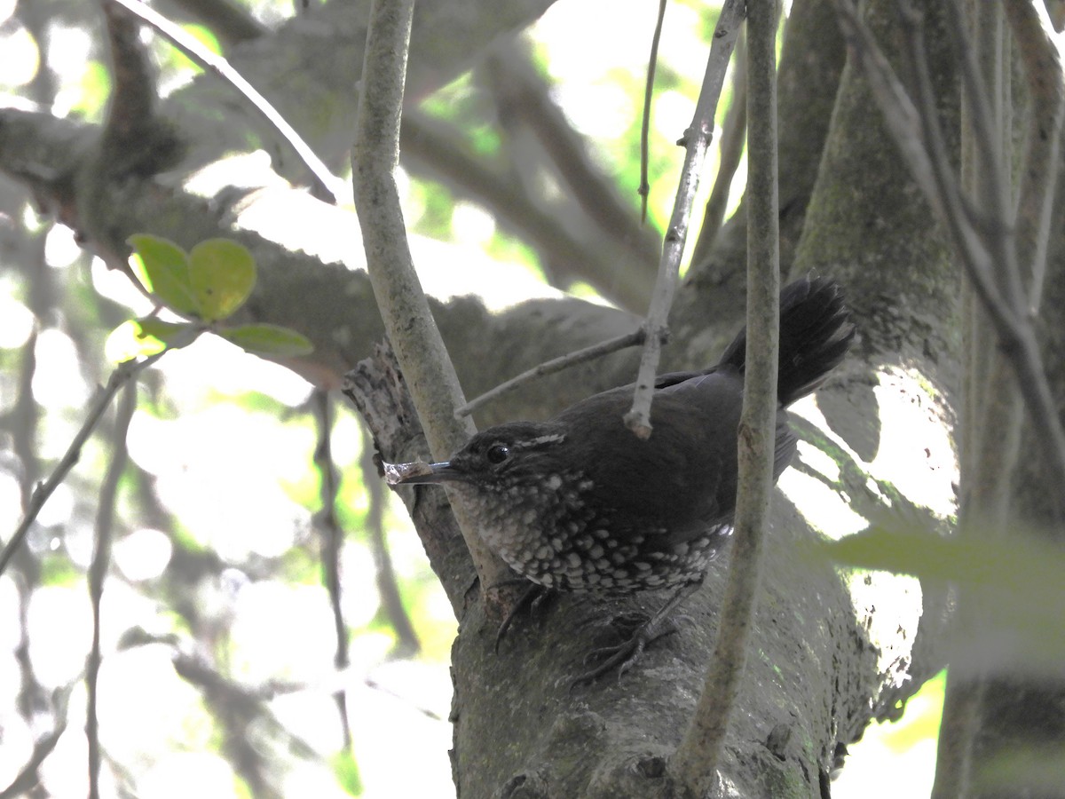 Sharp-tailed Streamcreeper - ML643875268
