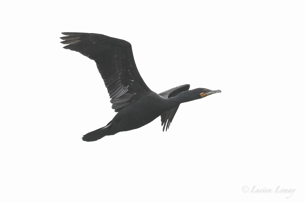 Double-crested Cormorant - ML643875269