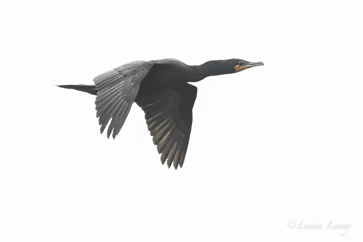 Cormorán Orejudo - ML643875274