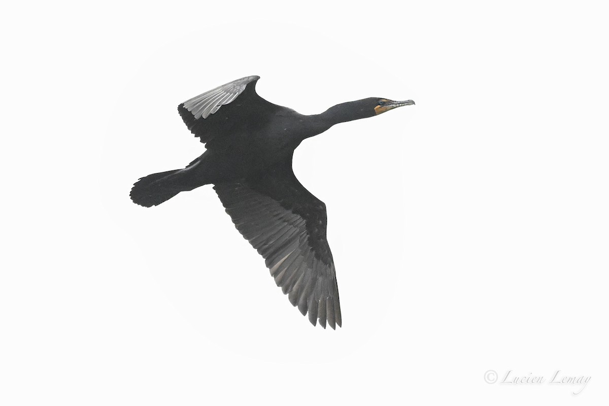 Cormorán Orejudo - ML643875277