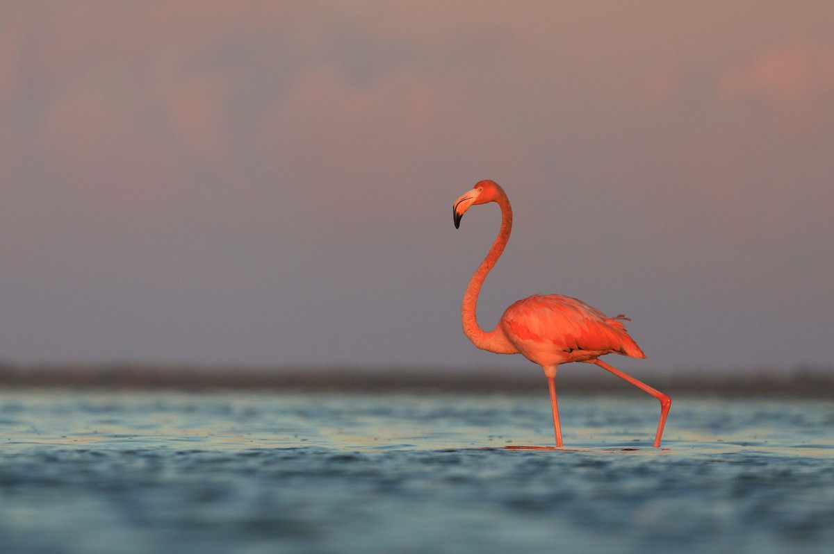 American Flamingo - ML643875291
