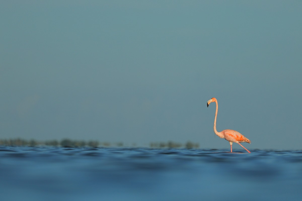 American Flamingo - ML643875292