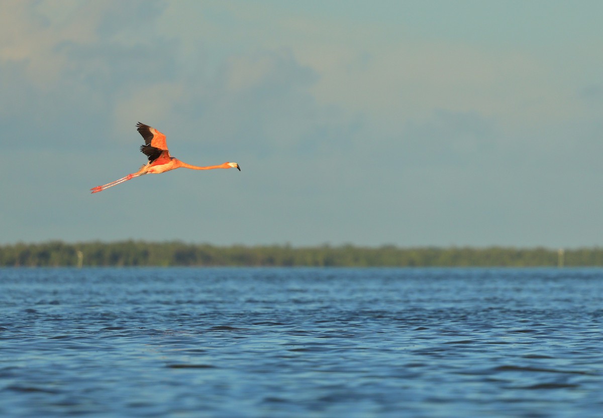 American Flamingo - ML643875293