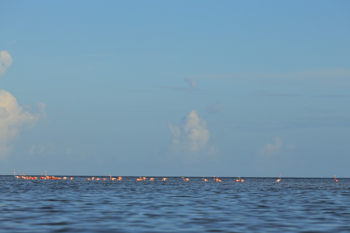 American Flamingo - ML643875294