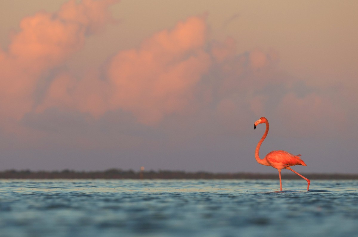 American Flamingo - ML643875295