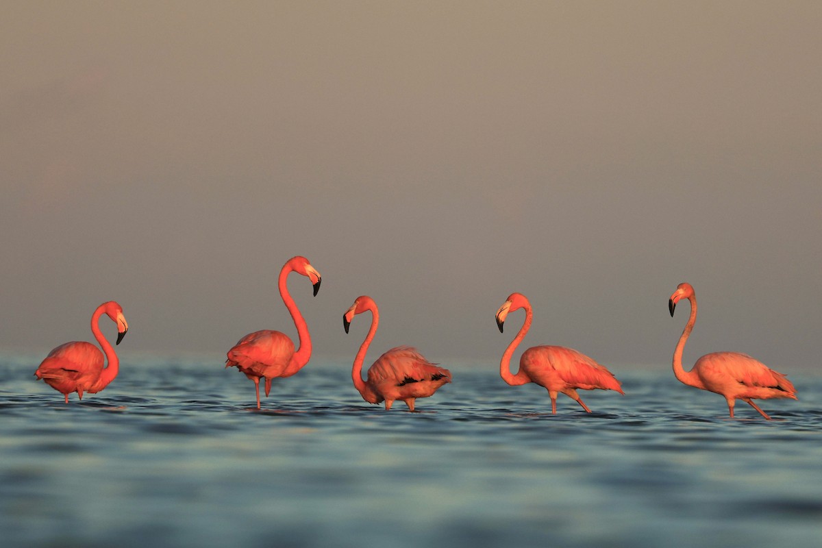 American Flamingo - ML643875296