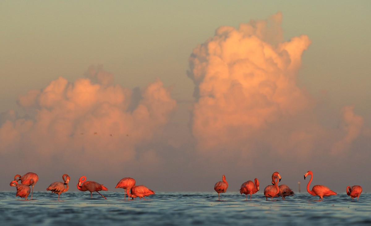 American Flamingo - ML643875297