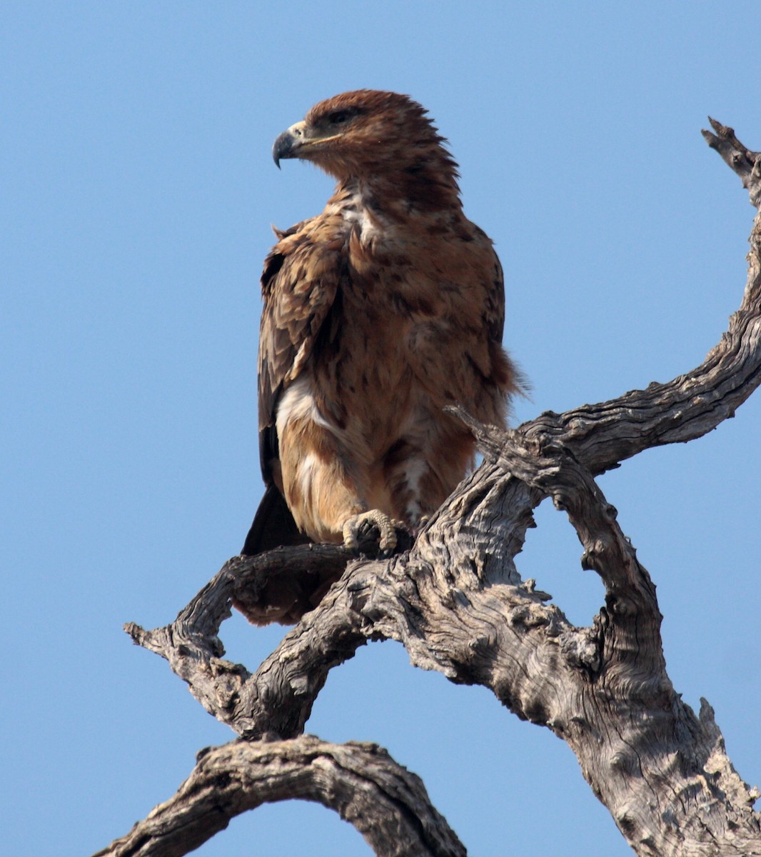 Águila Rapaz - ML643875305