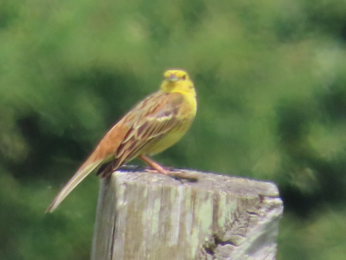 Yellowhammer - ML643875317