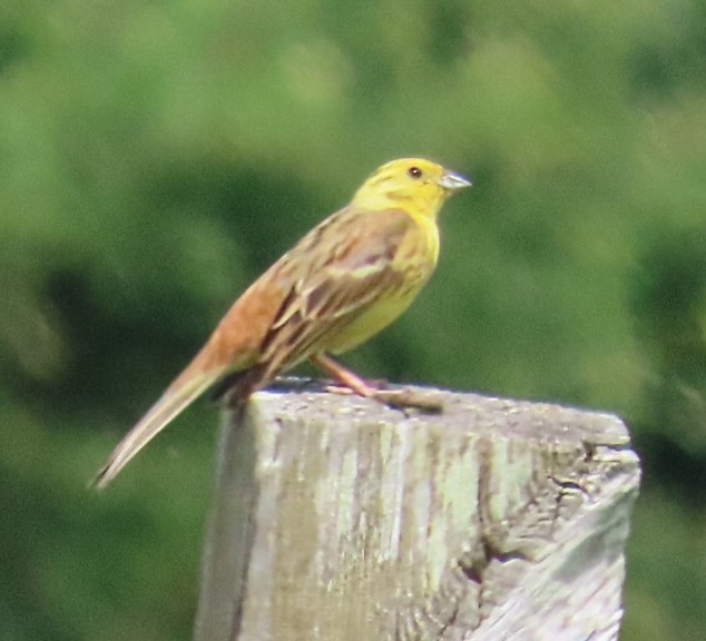 Yellowhammer - ML643875318