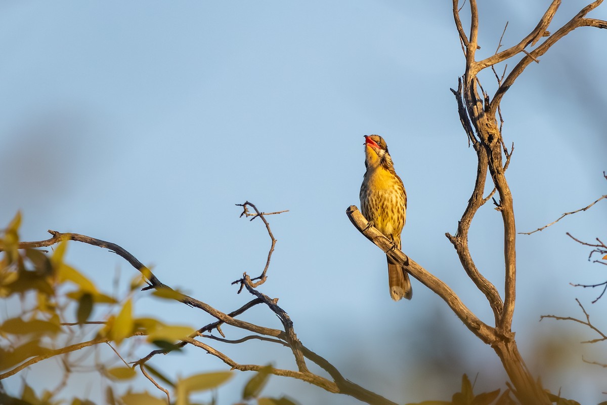 Spiny-cheeked Honeyeater - ML643875320
