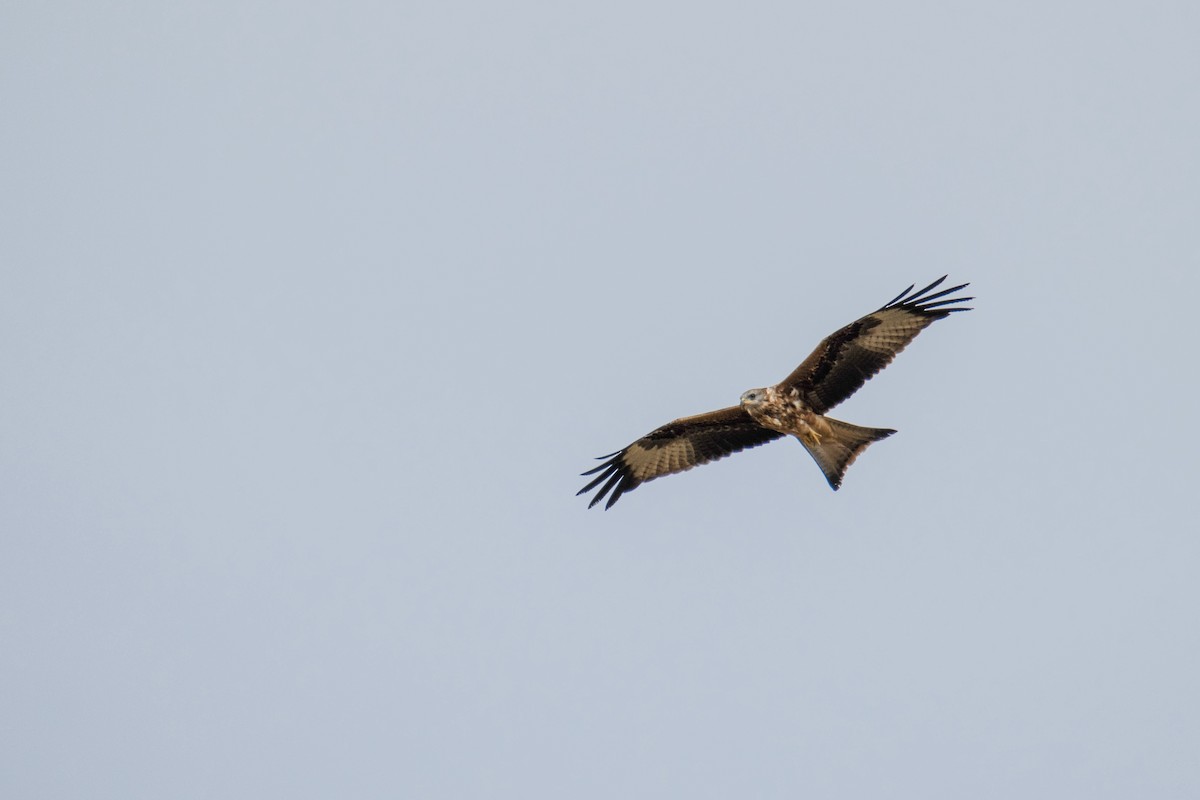 Red Kite - ML643875323