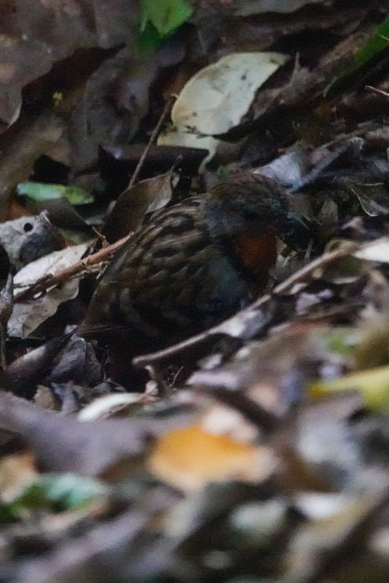Australian Logrunner - ML643875328