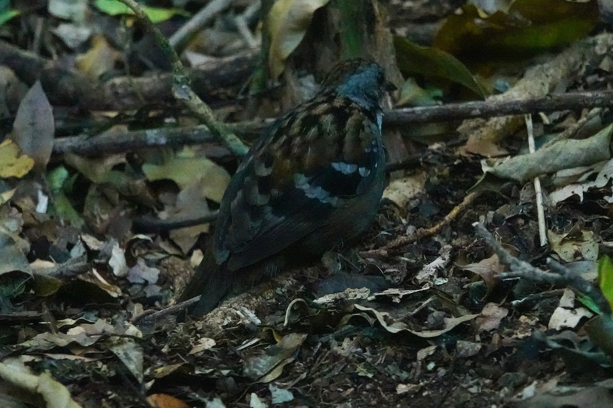 Australian Logrunner - ML643875329