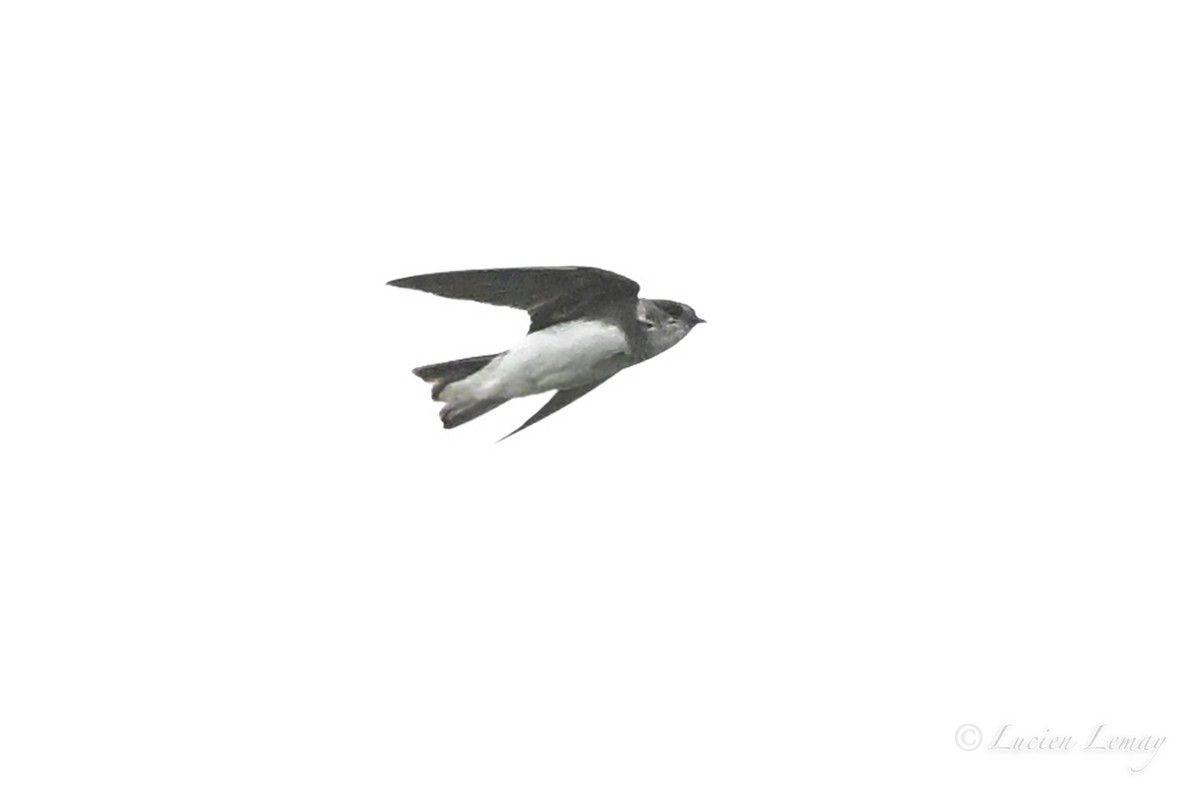 Bank Swallow - ML643875333