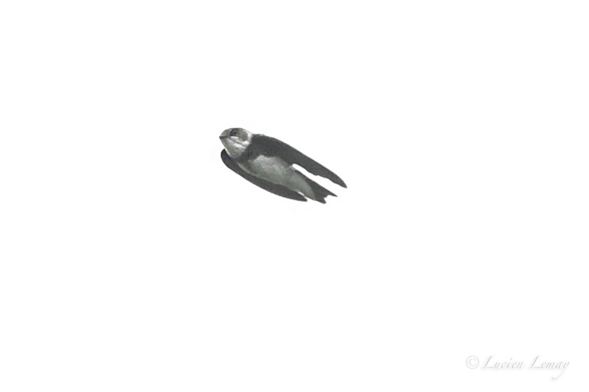 Bank Swallow - ML643875336