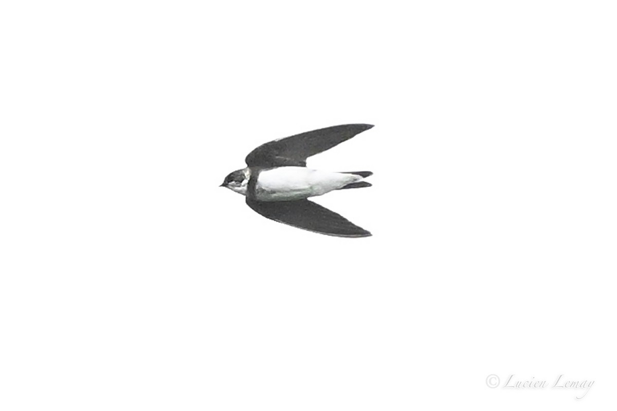 Bank Swallow - ML643875340