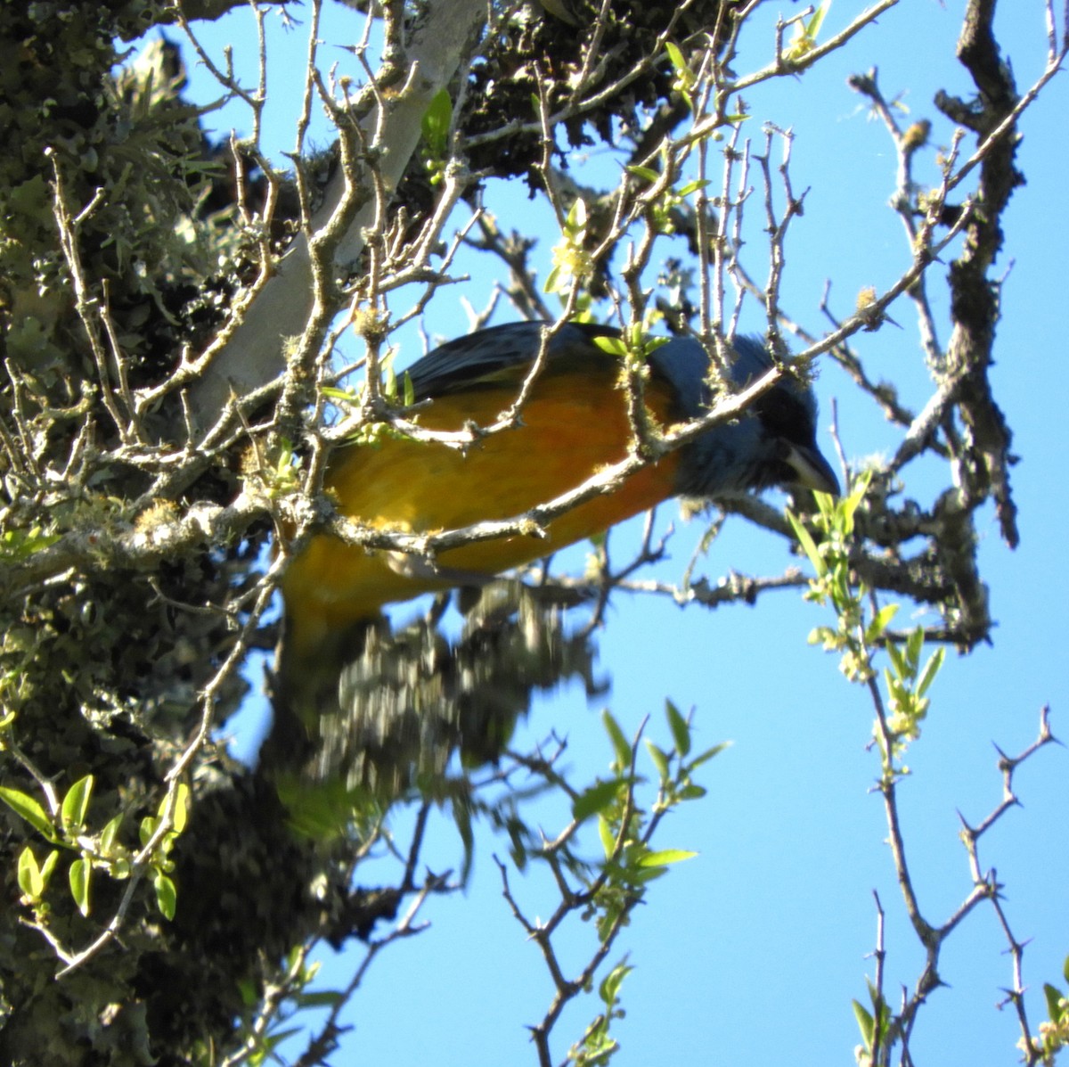 Blue-and-yellow Tanager - ML643875342