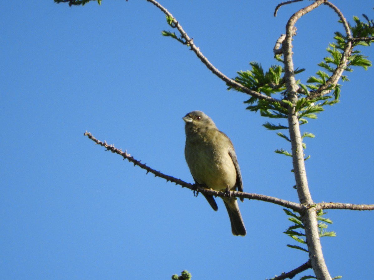 Blue-and-yellow Tanager - ML643875343
