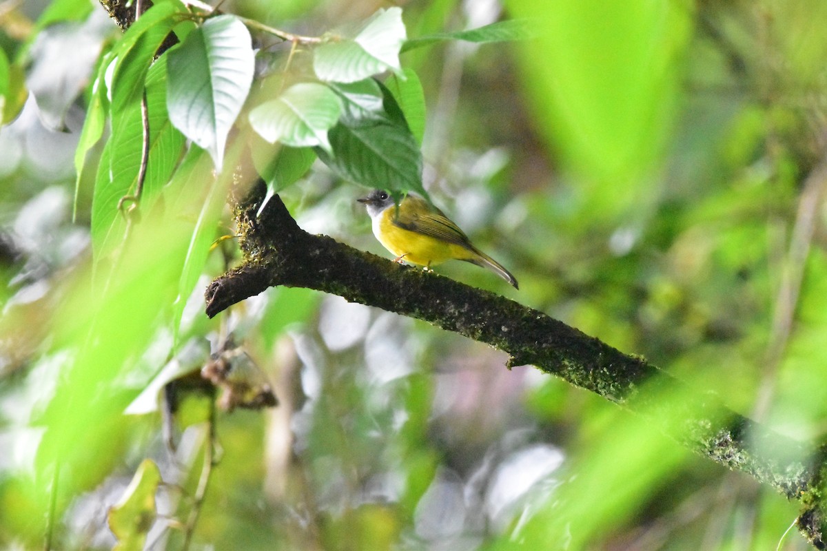Gray-headed Canary-Flycatcher - ML643875351