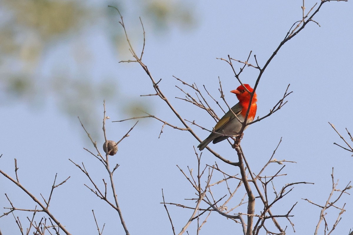 Anaplecte écarlate (rubriceps) - ML643875357
