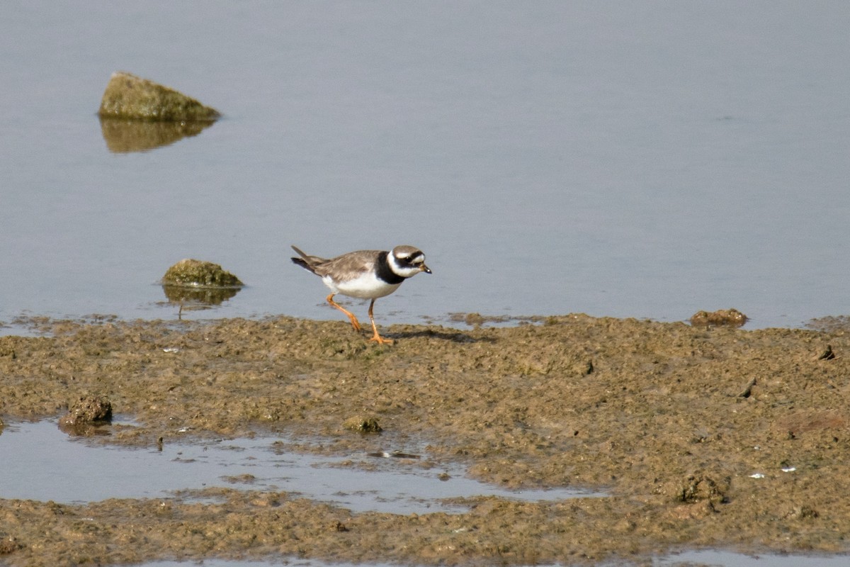 Common Ringed Plover - ML643875361