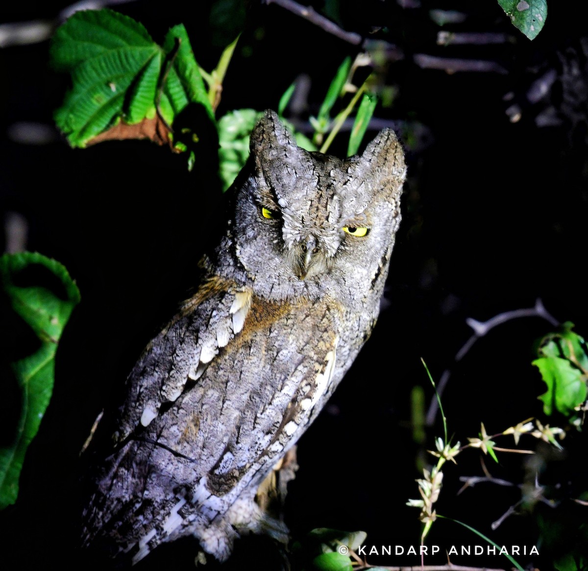 Ердийн орволго - ML643875362